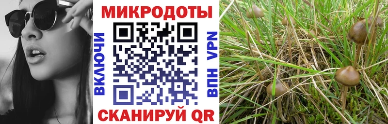 Галлюциногенные грибы Psilocybe  Белоярский 